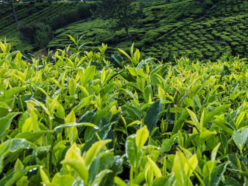 茶葉管理方案