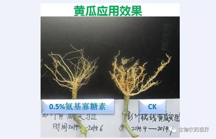 氨基寡糖素 - 植物的免疫衛士，根結線蟲的克星